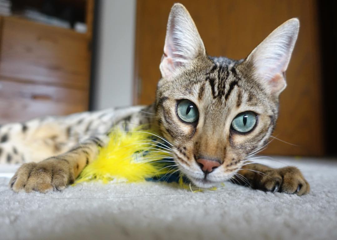 中国男篮保持阵容稳定提升默契水平,中国男篮阵容有哪些